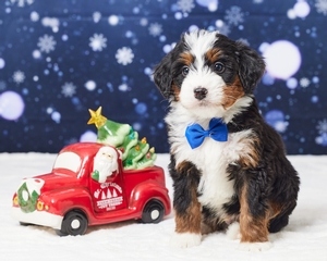 Leo Mini Bernadoodle